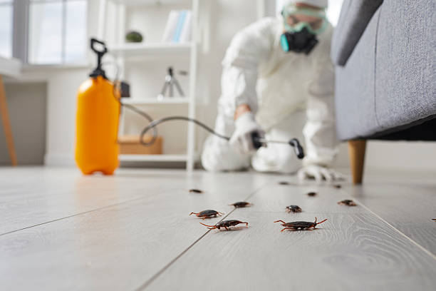 Post-Treatment Bed Bug Interceptor Monitoring in Byron